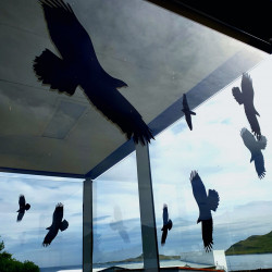 The Monkey Who Looked at the Star