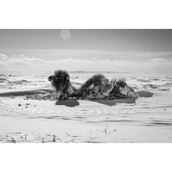 After the Dzud – Mongolia, 2010