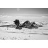 After the Dzud – Mongolia, 2010