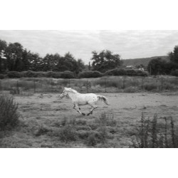 Horses