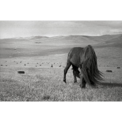 Horses