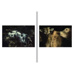 IRÈNE JONAS MÉMOIRES DE CAMPAGNE